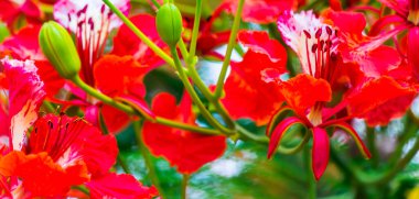 Yaz mevsiminde Poinciana Kraliyet Çiçeği.