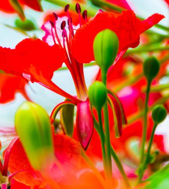 Yaz mevsiminde Poinciana Kraliyet Çiçeği.