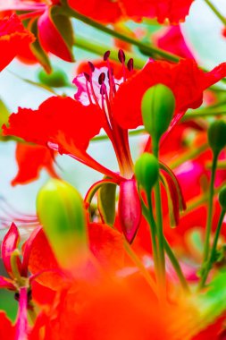 Yaz mevsiminde Poinciana Kraliyet Çiçeği.