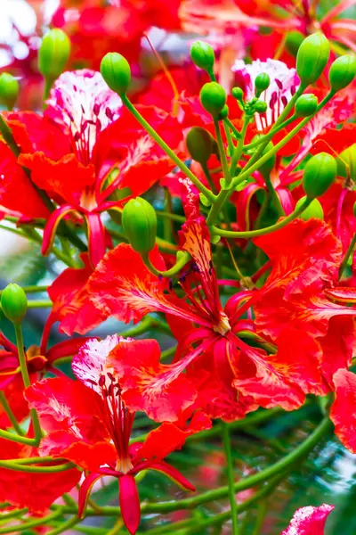 Royal Poinciana Fiore Nel Giardino Casa Estate — Foto Stock