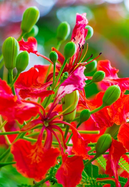 Royal Poinciana Blomma Hemträdgård Sommaren — Stockfoto