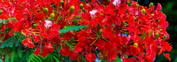 Квітка Подінкана Домашньому Саду Влітку — стокове фото