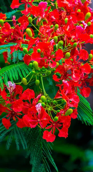 Royal Poinciana Blomma Hemträdgård Sommaren — Stockfoto