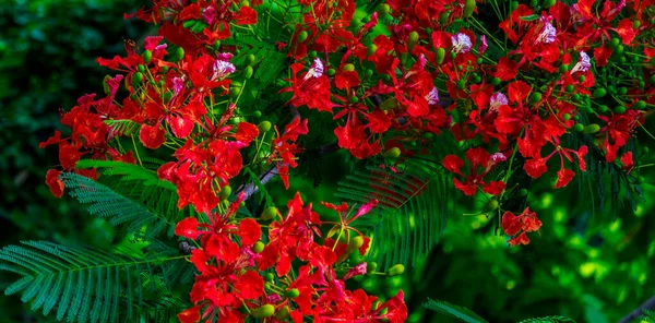 Royal Poinciana Fiore Nel Giardino Casa Estate — Foto Stock