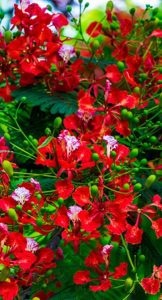 Royal Poinciana Fleur Dans Jardin Maison Été — Photo