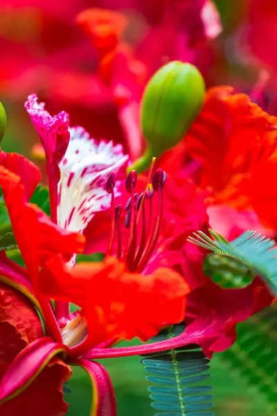 Royal Poinciana Blume Heimischen Garten Sommer — Stockfoto