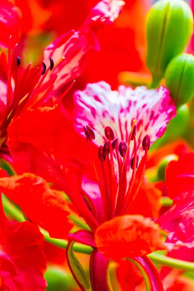 Flor Real Poinciana Jardín Casero Verano — Foto de Stock