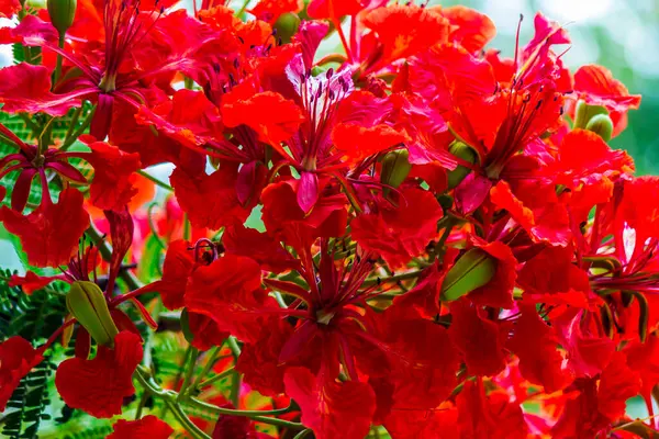 Royal Poinciana Fiore Nel Giardino Casa Estate — Foto Stock