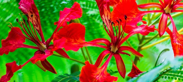 Królewski Kwiat Poinciana Ogrodzie Lecie — Zdjęcie stockowe