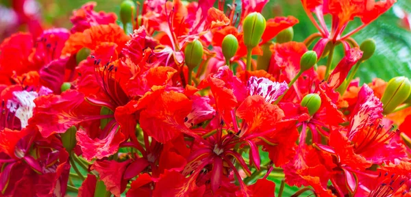 Flor Real Poinciana Jardín Casero Verano — Foto de Stock