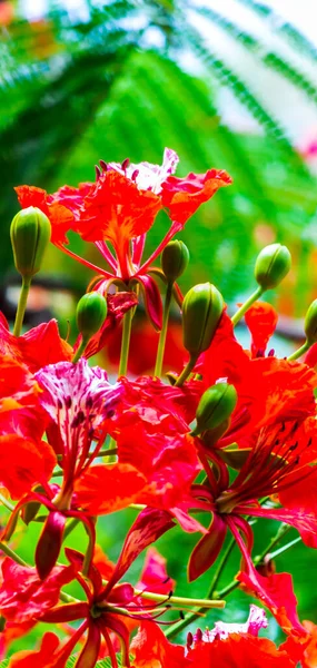 Royal Poinciana Flower Home Garden Summer — Stock Photo, Image