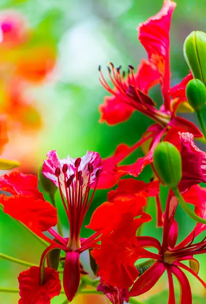 Yaz Mevsiminde Poinciana Kraliyet Çiçeği — Stok fotoğraf