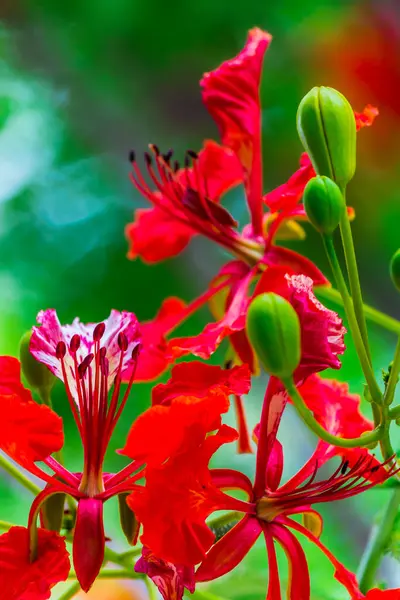 Yaz Mevsiminde Poinciana Kraliyet Çiçeği — Stok fotoğraf
