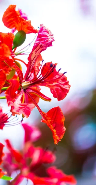 Royal Poinciana Blomma Hemträdgård Sommaren — Stockfoto