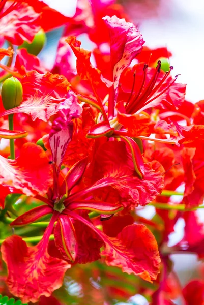 Royal Poinciana Fiore Nel Giardino Casa Estate — Foto Stock