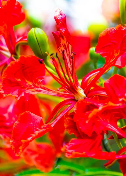Royal Poinciana Flower Home Garden Summer — Stock Photo, Image