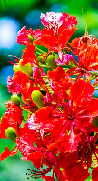 Królewski Kwiat Poinciana Ogrodzie Lecie — Zdjęcie stockowe