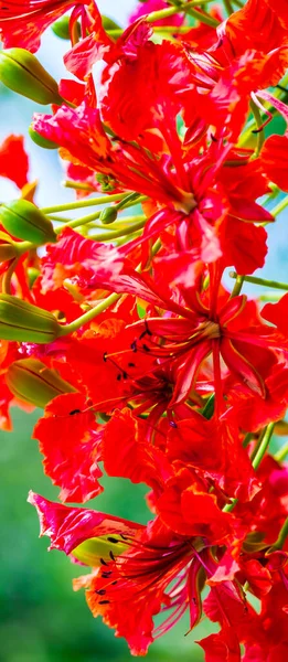 Royal Poinciana Fleur Dans Jardin Maison Été — Photo