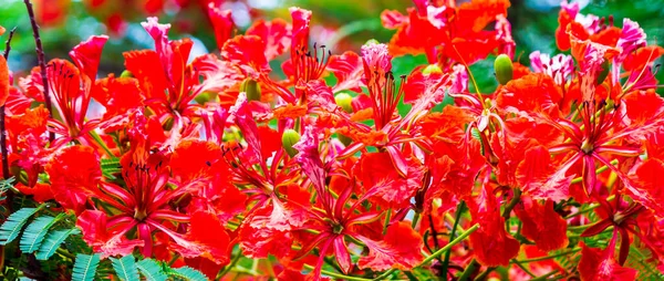 Квітка Подінкана Домашньому Саду Влітку — стокове фото