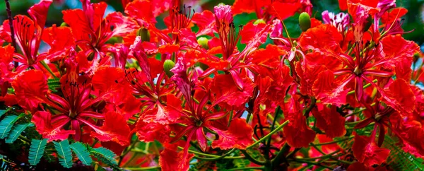 Flor Real Poinciana Jardín Casero Verano —  Fotos de Stock