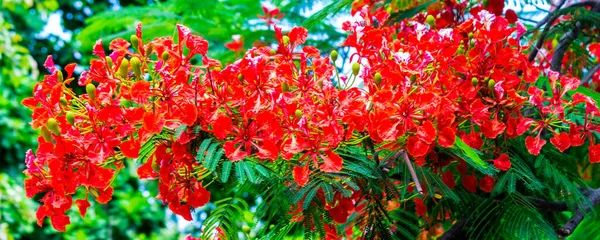 Королевский Цветок Poinciana Домашнем Саду Лето — стоковое фото