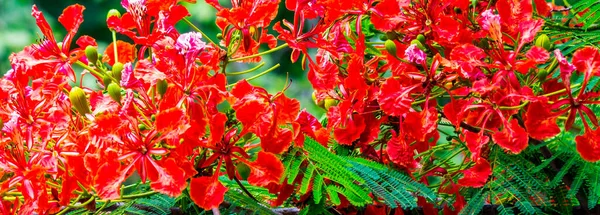 Królewski Kwiat Poinciana Ogrodzie Lecie — Zdjęcie stockowe