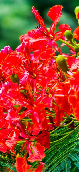 Royal Poinciana Bloem Huis Tuin Zomer — Stockfoto