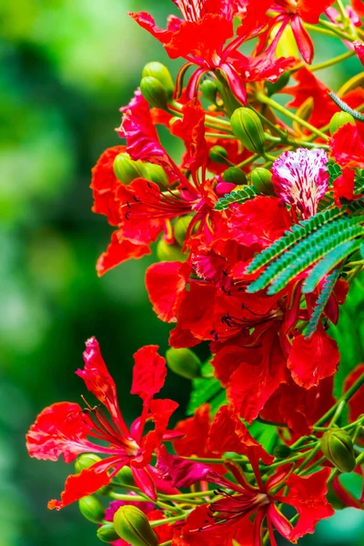 Royal Poinciana Virág Otthoni Kertben Nyáron — Stock Fotó
