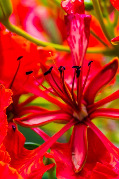 Royal Poinciana Blume Heimischen Garten Sommer — Stockfoto