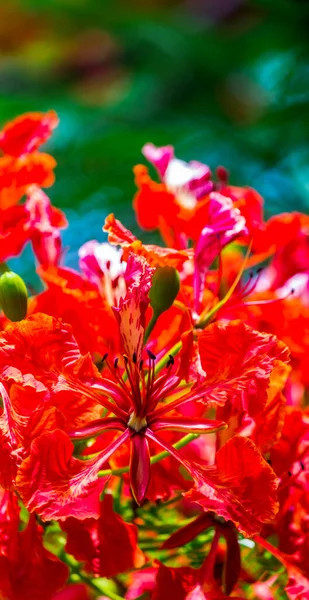Royal Poinciana Flor Jardim Casa Verão — Fotografia de Stock