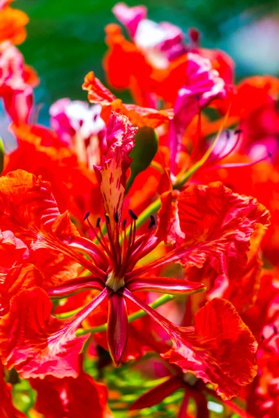 Flor Real Poinciana Jardín Casero Verano — Foto de Stock