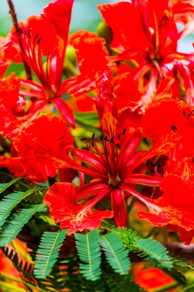 Flor Real Poinciana Jardín Casero Verano —  Fotos de Stock