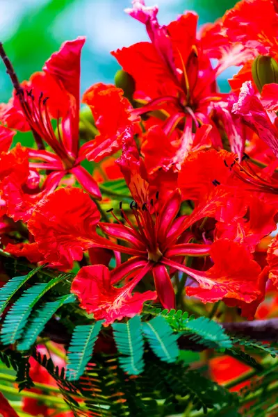 Yaz Mevsiminde Poinciana Kraliyet Çiçeği — Stok fotoğraf