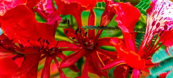 Royal Poinciana Blume Heimischen Garten Sommer — Stockfoto