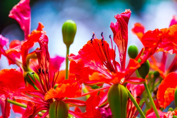 Flor Real Poinciana Jardín Casero Verano — Foto de Stock