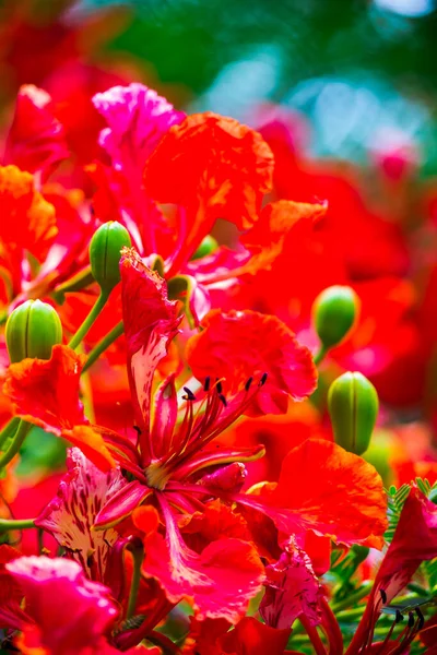 Royal Poinciana Λουλούδι Στον Κήπο Στο Σπίτι Καλοκαίρι — Φωτογραφία Αρχείου