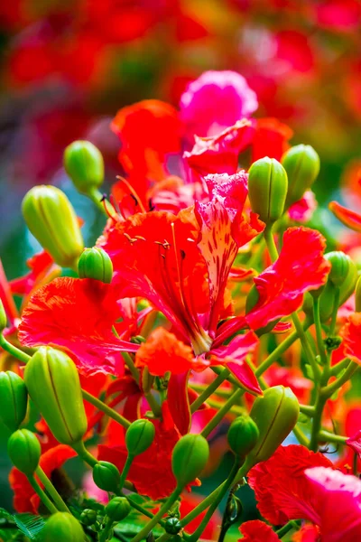 Yaz Mevsiminde Poinciana Kraliyet Çiçeği — Stok fotoğraf