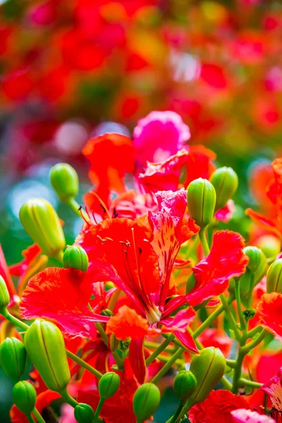 Royal Poinciana Flower Home Garden Summer — Stock Photo, Image