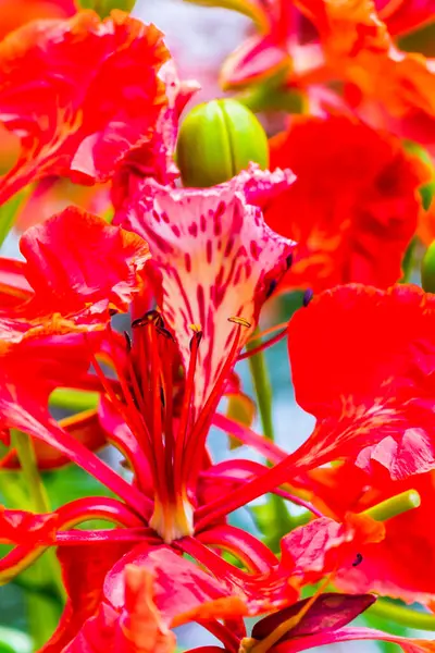 Flor Real Poinciana Jardín Casero Verano — Foto de Stock