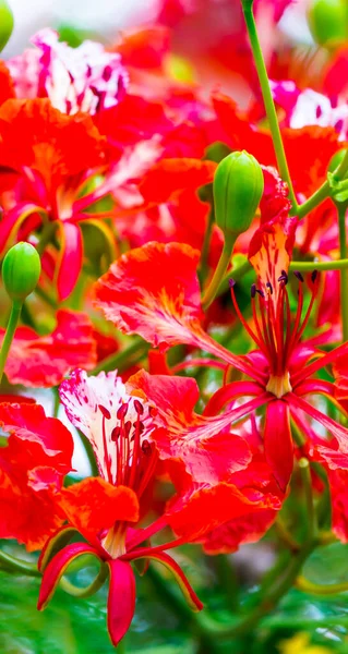 Flor Real Poinciana Jardín Casero Verano —  Fotos de Stock