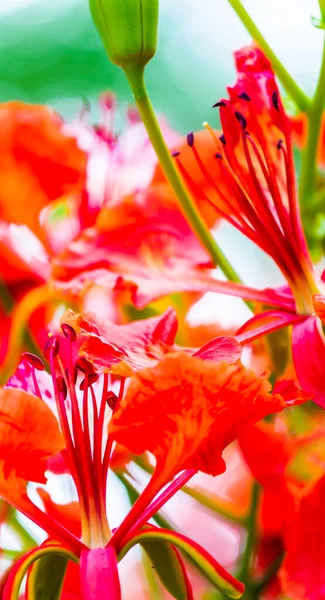Royal Poinciana Fleur Dans Jardin Maison Été — Photo
