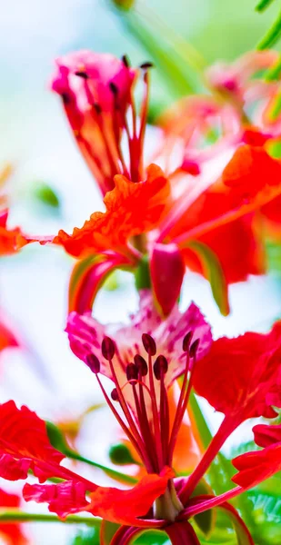 Flor Real Poinciana Jardín Casero Verano —  Fotos de Stock