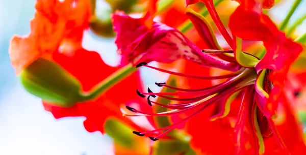 Flor Real Poinciana Jardín Casero Verano — Foto de Stock