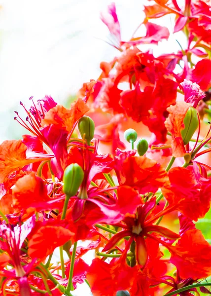 Primo Piano Royal Poinciana Fiore Nel Giardino Casa Isolato Bianco — Foto Stock