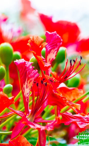 Royal Poinciana Nın Çiçeğini Kapatır Mısın — Stok fotoğraf