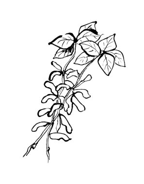 Grafik deseni