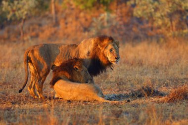 Transvaal aslanı (Panthera leo krugeri), Güneydoğu Afrika aslanı veya Kalahari aslanı olarak da bilinir..
