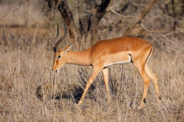 İmpala (Aepyceros melampus), sarı otların arasında büyük bir erkek. Afrika savanasından tipik bir antilop..