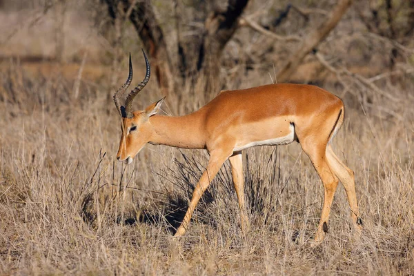 Impala Aepyceros Melampus Velký Samec Žluté Trávě Typická Antilopa Africké — Stock fotografie