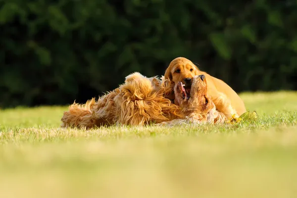 Cocker Spaniel Inglés Cachorro Oro Jugando Con Madre Hierba Verde —  Fotos de Stock